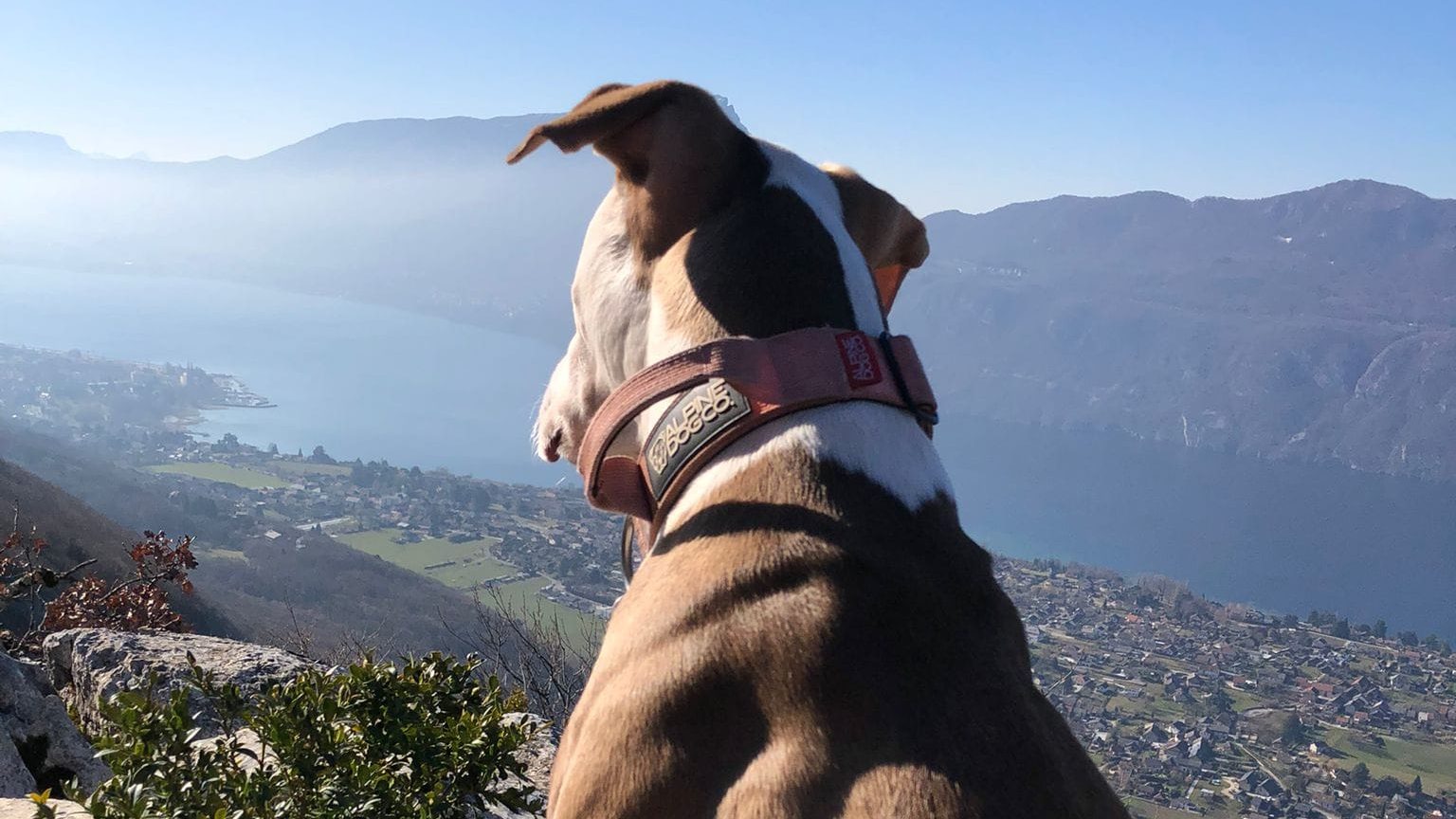 Éducation, rééducation, éducation du chien, éducation des chiens, éducation du chiot, éduquer un chiot, éduquer son chiot, parfaire son éducation, éducation positive, méthode positive, séances d éducation, bonne éducation, obéissance, obéir, faire obéir, lui apprendre, dressage, dressage chien, dressage canin, dresser un chien, dresser son chien, dresser votre chien, dressage de chiens, cours de dressage, méthodes de dressage, dressage pour chien, dressage pour chiens, comment dresser son chien, permettre de dresser, dresser un, dressage des animaux, techniques de dressage, consiste à dresser, dressé à partir, dresser rapidement, permettent de dresser, faire dresser, comment dresser un chien, collier de dressage, Team Dog des Savoies, Team Dog des Savoie, Teamdog des Savoies, Teamdog des Savoie, Gary de Teamdog, Gary de Team dog, Gary éducateur canin sur Albens, Teamdog, Teamdog Albens, Teamdog Aix les bains, Teamdog Chambéry, Teamdog Annecy, éducateur canin sur Aix les Bains,  éducateur canin sur Chambéry,  éducateur canin sur Annecy,  éducateur canin sur Albens, dresseur canin sur Aix les Bains,  dresseur canin sur Chambéry,  dresseur canin sur Annecy,  dresseur canin sur Albens, Aix les bains, albens, Chambéry, Trévignin, Mouxy, Drumettaz Clarafond, Viviers du lac, Tresserve, Annecy, Méry, Grésy sur Aix, Saint Félix, Rumilly, Alby sur chéran, Seynod, Héry sur Alby, Quintal, Mûres, Chainaz les Frasses, Gruffy, Chavannod, Viuz la Chiésaz, Chapeiry, Sonnaz, La Motte Servolex, Saint Alban-Leysse, Bassens, La Ravoire
