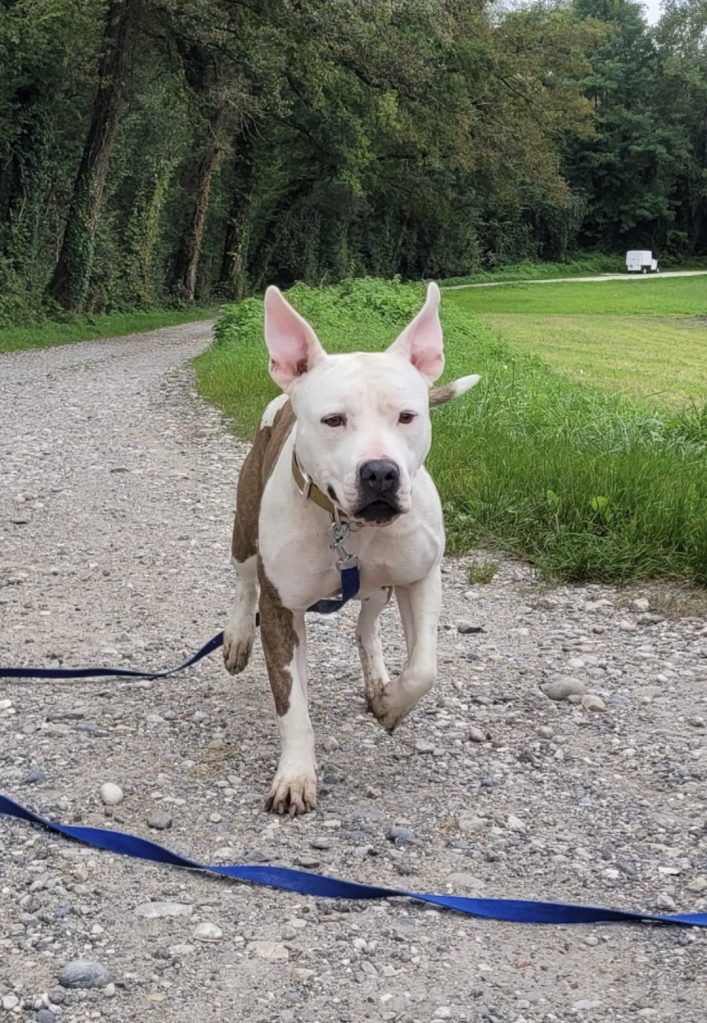 cours individuels, cours collectifs, promenade, promenades, promener, promener son chien, balade, balades, balades collectives, balades entre chiens, balader, balader son chien, renforcement positif, marche en laisse, marcher au pied, chien doit, chien peut, aptitude, récompenser, apprendre le rappel, faire revenir son chien, assis, coucher, prendre délicatement, gardiennage, éducation naturelle, socialisation, socialisation du chiot, socialisation entre chiens, socialisation entre congénères, congénères,  lui apprendre à ne pas aboyer, lui apprendre a rester calme, 
, complicité, douces, harmonieuse, éducatives, éducative, ordres de base, maître chien, maitre de son chien, comportemental, sport canin, sports canins, obéissant, sans laisse, éduqués, rencontrez, vivre en harmonie, caresses, rapide, chien dressé, bien éduqué, chien éduqué, être dressé, caresse, signe d apaisement, comportementales, positives, habituer, relation harmonieuse, stimulations, Team Dog des Savoies, Team Dog des Savoie, Teamdog des Savoies, Teamdog des Savoie, Gary de Teamdog, Gary de Team dog, Gary éducateur canin sur Albens, Teamdog, Teamdog Albens, Teamdog Aix les bains, Teamdog Chambéry, Teamdog Annecy, éducateur canin sur Aix les Bains,  éducateur canin sur Chambéry,  éducateur canin sur Annecy,  éducateur canin sur Albens, dresseur canin sur Aix les Bains,  dresseur canin sur Chambéry,  dresseur canin sur Annecy,  dresseur canin sur Albens, Aix les bains, albens, Chambéry, Trévignin, Mouxy, Drumettaz Clarafond, Viviers du lac, Tresserve, Annecy, Méry, Grésy sur Aix, Saint Félix, Rumilly, Alby sur chéran, Seynod, Héry sur Alby, Quintal, Mûres, Chainaz les Frasses, Gruffy, Chavannod, Viuz la Chiésaz, Chapeiry, Sonnaz, La Motte Servolex, Saint Alban-Leysse, Bassens, La Ravoire
