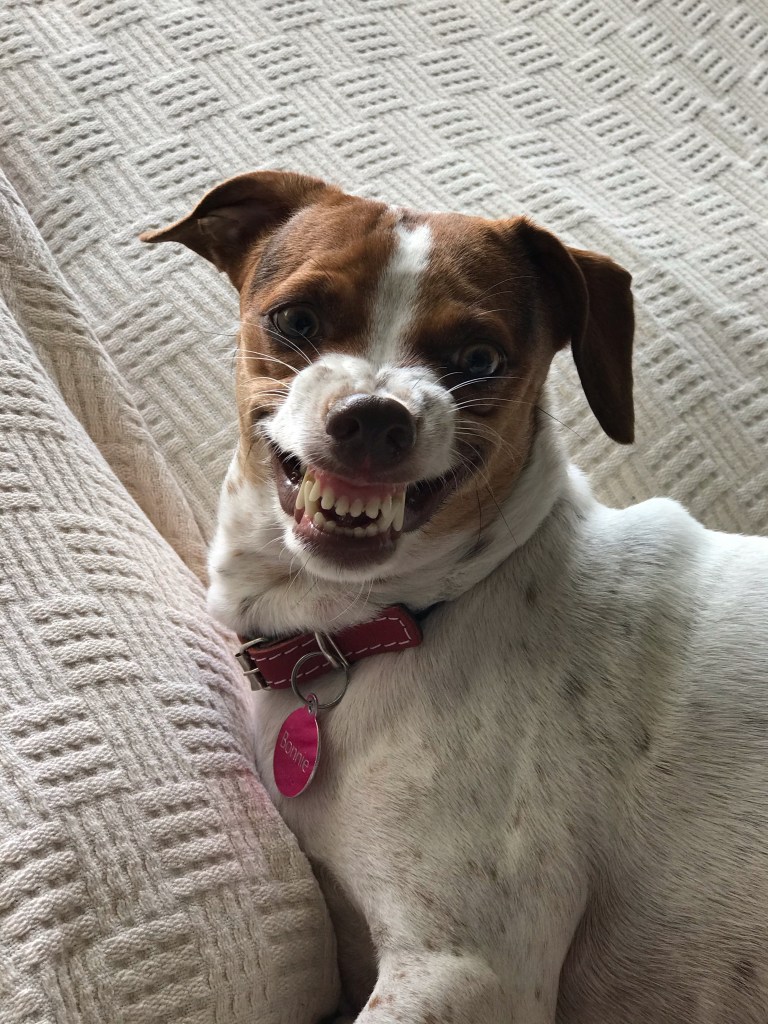 cours individuels, cours collectifs, promenade, promenades, promener, promener son chien, balade, balades, balades collectives, balades entre chiens, balader, balader son chien, renforcement positif, marche en laisse, marcher au pied, chien doit, chien peut, aptitude, récompenser, apprendre le rappel, faire revenir son chien, assis, coucher, prendre délicatement, gardiennage, éducation naturelle, socialisation, socialisation du chiot, socialisation entre chiens, socialisation entre congénères, congénères,  lui apprendre à ne pas aboyer, lui apprendre a rester calme, 
, problèmes de comportement, problème de comportement, troubles du comportement, trouble du comportement, comportement canin, comportement du chien, comportements du chien, comportement animal, comportement animalier, comportement des animaux, chien comportement, comportements gênants, gênants, comportement agressif, agressif, aboie, aboyant, aboyer, aboiements, aboiement, saute, tire sur la laisse, fugue, s’enfuir, anxiété de séparation, rester à la maison seul, propreté, fait pipi, destructions, détruit les meubles, mord les chaussures, mord sa laisse, agressivité, agressif, mordre, mordeur, morsure, morsures, mordant, protecteur, gamelle, mauvaises habitudes, instinct, comportements spontanés, punir, punition, colliers, collier anti, anti fugue,  anti aboiement, cohabitation, chat, chats, cohabitation avec les chats, chien et chat, cohabitation avec les autres chiens, cohabitation avec ses congénères, Team Dog des Savoies, Team Dog des Savoie, Teamdog des Savoies, Teamdog des Savoie, Gary de Teamdog, Gary de Team dog, Gary éducateur canin sur Albens, Teamdog, Teamdog Albens, Teamdog Aix les bains, Teamdog Chambéry, Teamdog Annecy, éducateur canin sur Aix les Bains,  éducateur canin sur Chambéry,  éducateur canin sur Annecy,  éducateur canin sur Albens, dresseur canin sur Aix les Bains,  dresseur canin sur Chambéry,  dresseur canin sur Annecy,  dresseur canin sur Albens, Aix les bains, albens, Chambéry, Trévignin, Mouxy, Drumettaz Clarafond, Viviers du lac, Tresserve, Annecy, Méry, Grésy sur Aix, Saint Félix, Rumilly, Alby sur chéran, Seynod, Héry sur Alby, Quintal, Mûres, Chainaz les Frasses, Gruffy, Chavannod, Viuz la Chiésaz, Chapeiry, Sonnaz, La Motte Servolex, Saint Alban-Leysse, Bassens, La Ravoire
